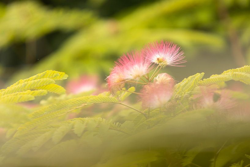 Zijdeboom von Marijke van Eijkeren