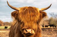 Highland-Cattle von Sven Frech Miniaturansicht