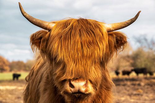 Highland Cattle