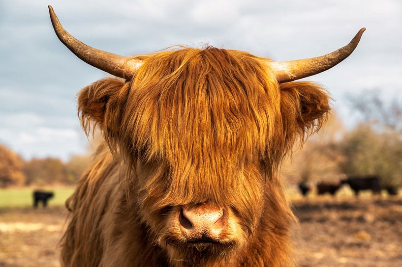 Highland-Cattle von Sven Frech