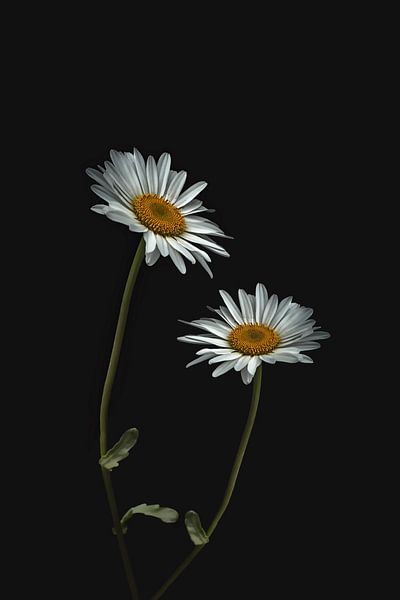 Flower power! par Elianne van Turennout