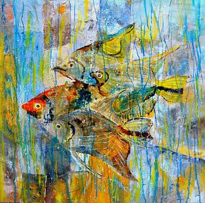 Angel fish sur pol ledent