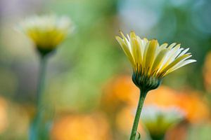 Calendula officinalis
