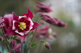 Flower in the bud by Maurits Eykman
