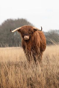 Junger schottischer Highlander-Stier beobachtet