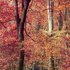 Autumn Symphony by Lars van de Goor