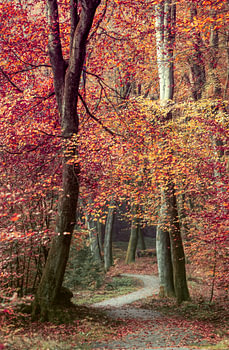 Autumn Symphony