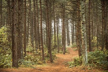 Chemin d'enroulement à travers une forêt d'arbre de pin sur Sjoerd van der Wal Photographie