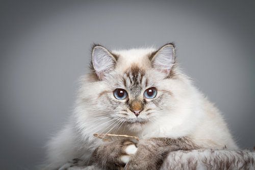 Ragdoll Kitten 