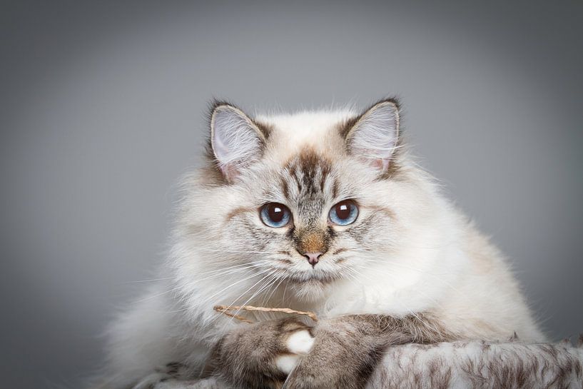 Katze in Studio von Malu de Jong