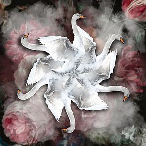 Cygne volant