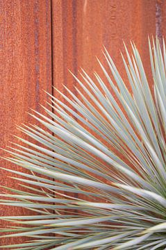 Yucca contre un mur de rouille, impression botanique sur Christa Stroo photography