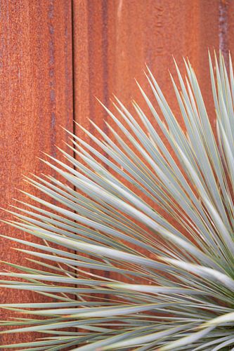 Yucca contre un mur de rouille, impression botanique