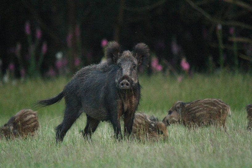 Sow with piglets by Noah Buitenhuis