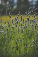 Gräser in voller Blüte