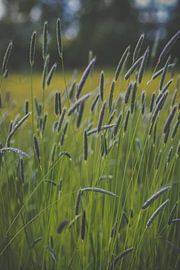 Herbes en fleurs sur Daniël Steenbergen