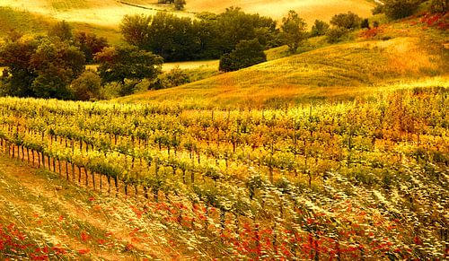 0865 Tuscan wineyard