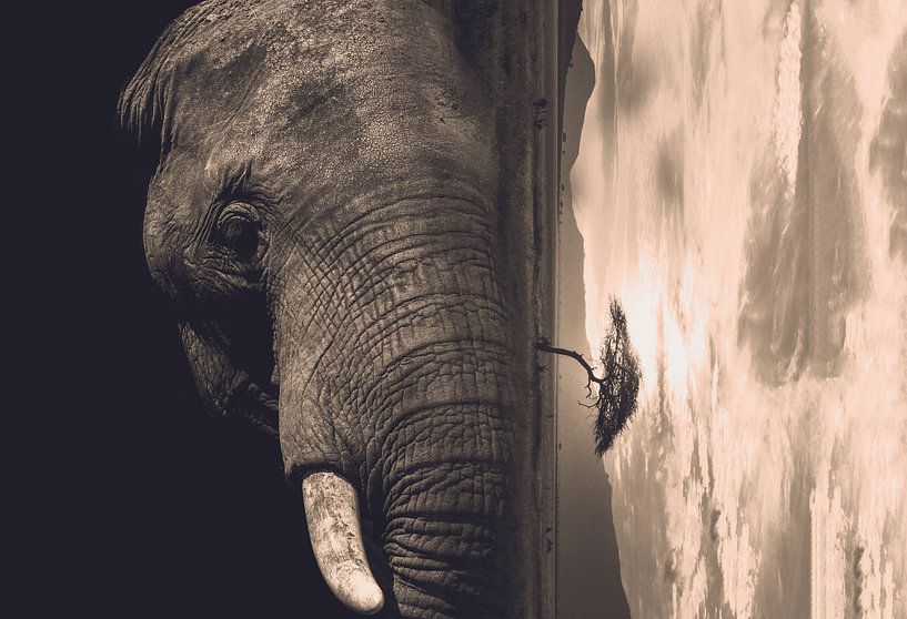 Duistere olifant (double exposure) Zwart wit - Olifanten - Afrika van Designer