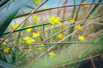 Gele bloem in het groen van Daphne Groeneveld