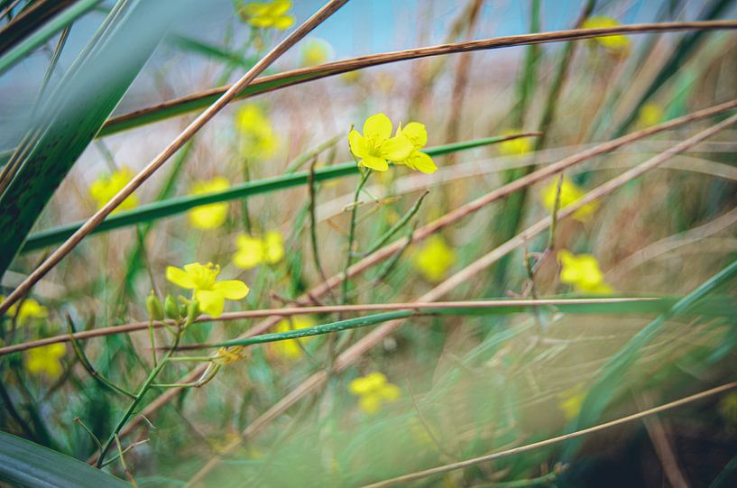 Fleur jaune en vert par Daphne Groeneveld