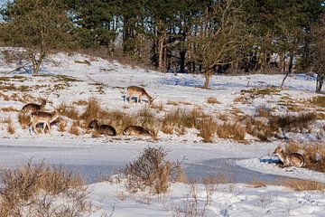 Daims d'Amsterdam Dunes d'approvisionnement en eau dans la neige sur Merijn Loch