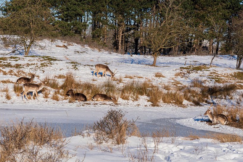 Fallow deer Amsterdam Water Supply Dunes in the snow by Merijn Loch