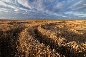 Een foto van graanvelden met tarwe in de provincie Groningen van Bas Meelker