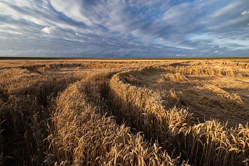 A photo of grain fields with wheat in Groningen province by Bas Meelker