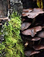A tree trunk full of mushrooms