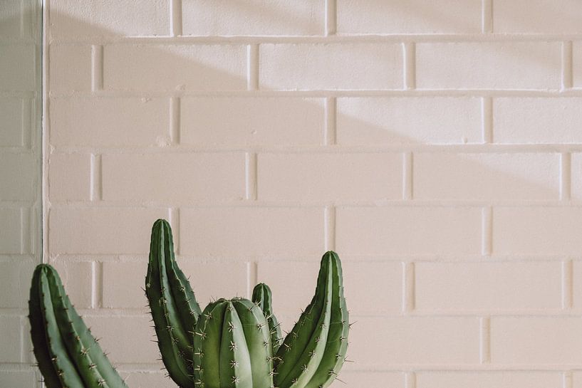 Cactus by Karlijne Geudens