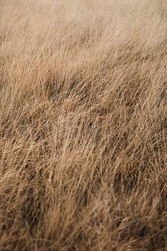 Le vent du Veluwe dans l'herbe sur Nanda van der Eijk