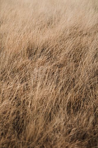 The Veluwe wind in the grass