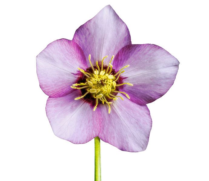 Macro of a lentil flower on a white background by ManfredFotos