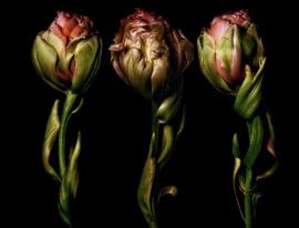 Three Tulips 1 by Henk Leijen