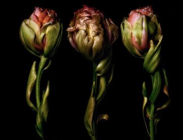 Drie Tulpen 1 van Henk Leijen