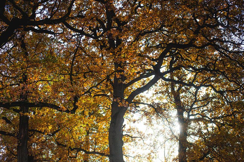 Fall 2018 by Stefan Lucassen