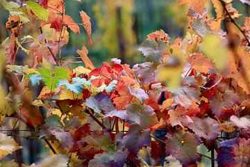 Herfst wingerdblad van Thomas Jäger
