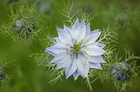 Bloem