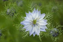 Bloem van Rene Mensen