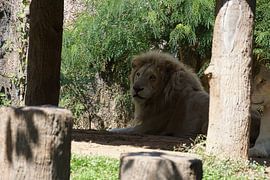 Leeuw by Bart Cornelis de Groot