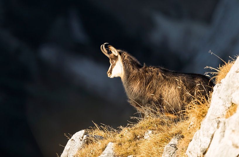 Chamois in the Alps by Dieter Meyrl