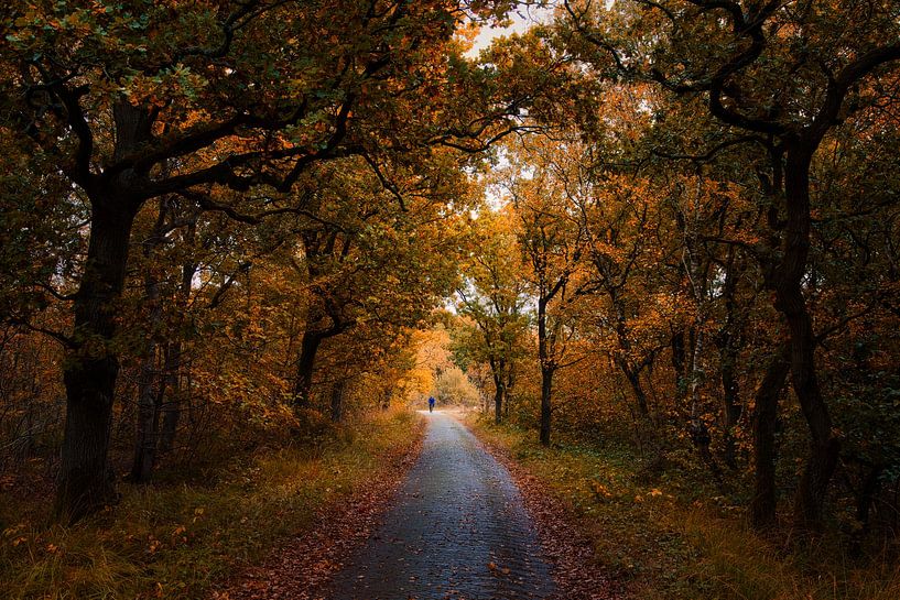 Cyclist in the autumn forest by peterheinspictures