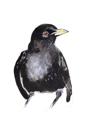 Dessin du merle merle