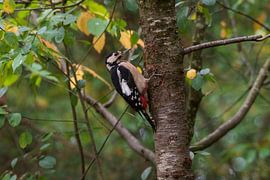 Der Buntspecht von Merijn Loch