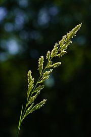 Graines d'herbe au soleil