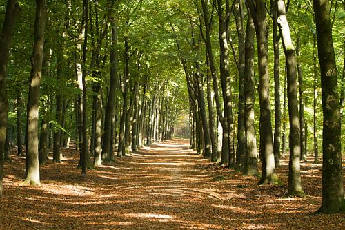 Warme herfstkleuren in het bos.