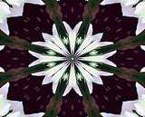 Mandala - Blume des Lebens van Doris Kroos thumbnail