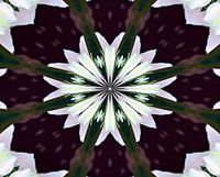 Mandala - Blume des Lebens