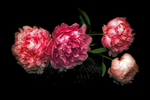 Pioenen - Kleurrijke elegantie