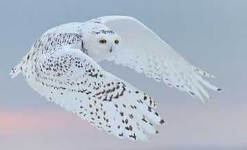 Snowy Owl, Bubo scandiaca by Beschermingswerk voor aan uw muur